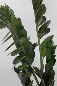 Zamioculcas zamiifolia 'Super Nova'