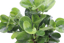 Load image into Gallery viewer, Peperomia obtusifolia &#39;Lemon Lime&#39;

