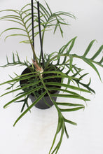 Load image into Gallery viewer, Philodendron tortum

