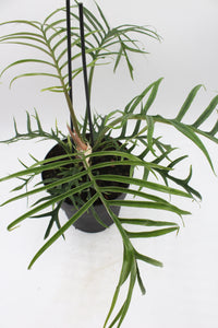 Philodendron tortum