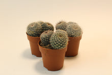 Load image into Gallery viewer, Mammillaria hahniana
