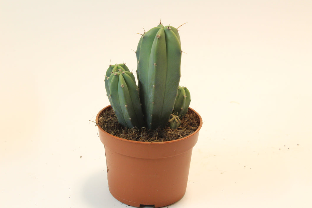 Myrtillocactus geometrizans