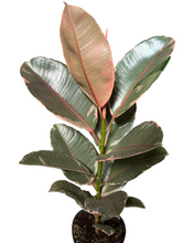 Load image into Gallery viewer, Ficus elastica

