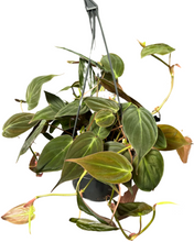Load image into Gallery viewer, Philodendron hederaceum var. hederaceum
