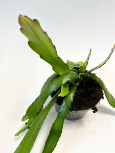 Disocactus ackermannii