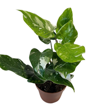 Load image into Gallery viewer, Philodendron erubescens &#39;White Princess&#39;

