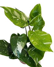 Load image into Gallery viewer, Philodendron erubescens &#39;White Princess&#39;

