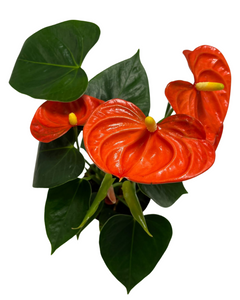 Anthurium andraeanum 'Royal Orange Champion'