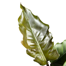 Load image into Gallery viewer, Philodendron &#39;Pluto&#39;
