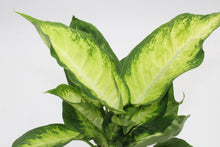 Load image into Gallery viewer, Dieffenbachia &#39;Camille&#39;
