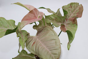 Syngonium podophyllum 'Pink Spot'