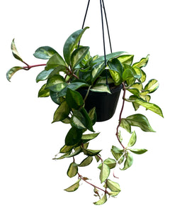 Hoya carnosa 'Tricolour'