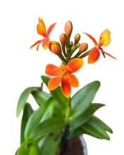 Load image into Gallery viewer, Epidendrum ibaguense &#39;Ballerina&#39; gx (orange flower)
