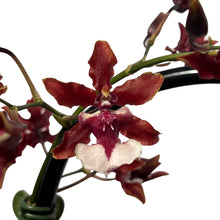 Load image into Gallery viewer, Oncidium Sharry Baby gx (1 br)
