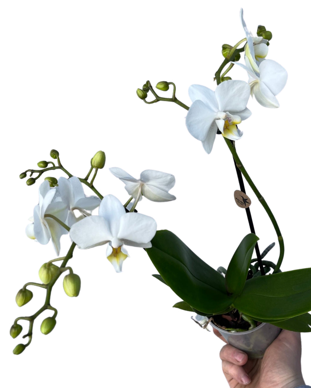 Phalaenopsis hybrid (White)