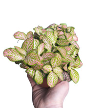 Load image into Gallery viewer, Fittonia albivenis
