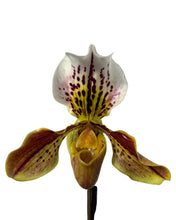 Load image into Gallery viewer, Paphiopedilum USA Hybrid (1 Branch)
