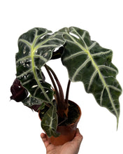 Load image into Gallery viewer, Alocasia amazonica &#39;Polly&#39;
