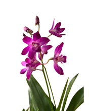 Load image into Gallery viewer, Dendrobium &#39;Berry Oda&#39;
