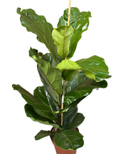 Load image into Gallery viewer, Ficus lyrata - Fiddle Leaf Fig
