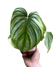 Load image into Gallery viewer, Philodendron pastazanum
