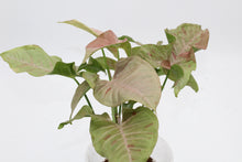 Load image into Gallery viewer, Syngonium podophyllum &#39;Pink Spot&#39;

