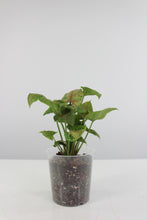 Load image into Gallery viewer, Syngonium podophyllum &#39;Christmas&#39;

