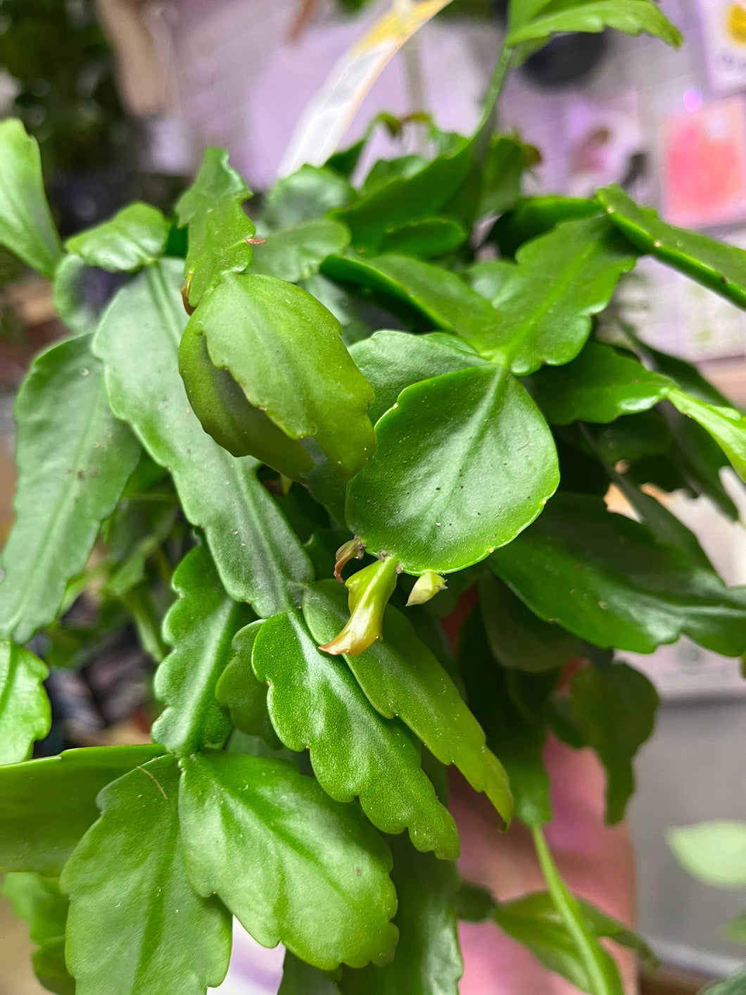 Rhipsalis crispata