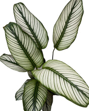 Load image into Gallery viewer, Calathea &#39;White Star&#39;
