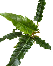 Load image into Gallery viewer, Philodendron ‘Narrow’
