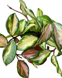 Hoya carnosa 'Tricolour'