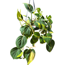 Load image into Gallery viewer, Philodendron scandens &#39;Brazil&#39;
