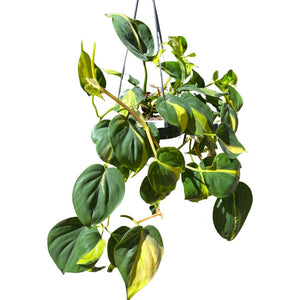 Philodendron scandens 'Brazil'