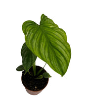 Load image into Gallery viewer, Philodendron mamei

