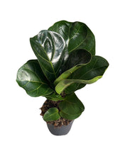 Load image into Gallery viewer, Ficus lyrata - Fiddle Leaf Fig
