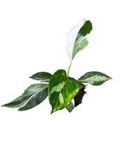 Load image into Gallery viewer, Philodendron erubescens &#39;White Wizard&#39;
