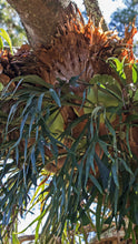Load image into Gallery viewer, Platycerium bifurcatum - Staghorn fern
