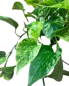 Epipremnum aureum 'Marble Queen'