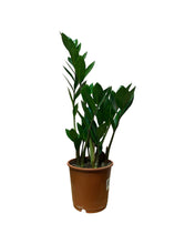 Load image into Gallery viewer, Zamioculcas zamiifolia - ZZ plant

