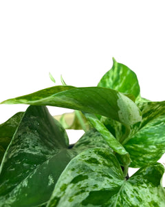Epipremnum aureum 'Marble Queen'