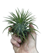 Load image into Gallery viewer, Tillandsia ionantha
