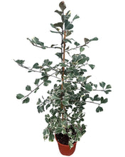 Load image into Gallery viewer, Ficus deltoidea &#39;Variegata&#39;
