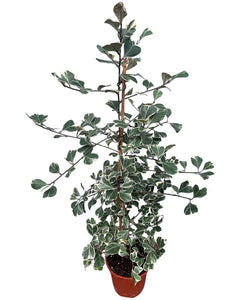 Ficus deltoidea 'Variegata'