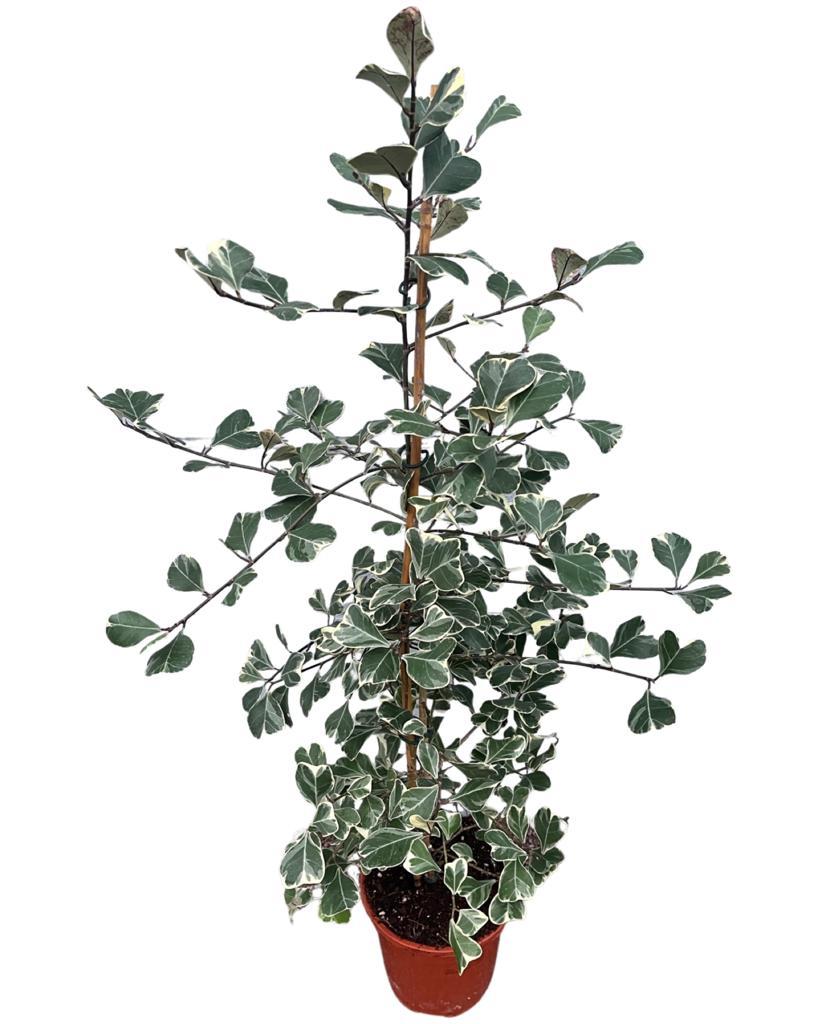 Ficus deltoidea 'Variegata'