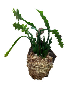 Disocactus anguliger (syn. Epiphyllum anguliger)