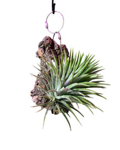 Load image into Gallery viewer, Tillandsia ionantha

