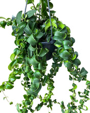 Lade das Bild in den Galerie-Viewer, Aeschynanthus radicans &#39;Curly&#39; - Root Houseplants
