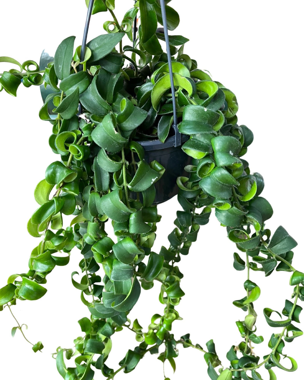 Aeschynanthus radicans 'Curly' - Root Houseplants