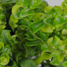 Lade das Bild in den Galerie-Viewer, Aeschynanthus radicans &#39;Curly&#39; - Root Houseplants
