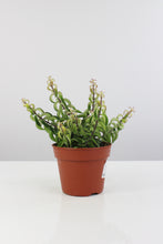 Charger l&#39;image dans la galerie, Aeschynanthus radicans &#39;Twister&#39; - Root Houseplants
